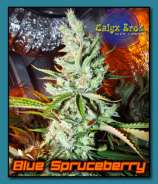 Calyx Bros. Seed Co. Blue Spruceberry
