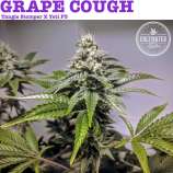 Cultivated Choice Genetics Grape Cough