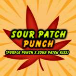Elev8 Seeds Sour Patch Punch