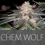 Exclusive Seeds Chem Wolf