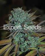 Expert Seeds Gorrila Glue #4