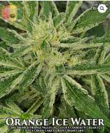 Hawaiian Budline Orange Ice Water