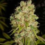 New420Guy Seeds Sour Lowryder 2
