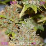 Purple Caper Seeds Purple Caper