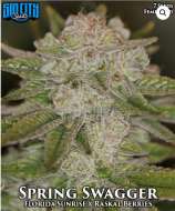 Sin City Seeds Spring Swagger