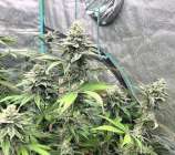 Trichome Orchards Bohemian Groove