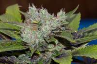 Alpine-Seeds Sweet Tooth 3 BX2 - photo made by alpineseeds1
