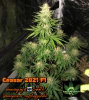 Green Sapphire Seed Co Ceasar 2021 - photo made by Greensapphireseedco