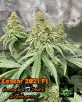 Green Sapphire Seed Co Ceasar 2021 - photo made by Greensapphireseedco