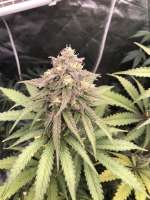 Pic for Blueberry Cupcake (Humboldt Seed Company)