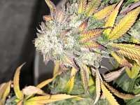 In House Genetics Sticky Glue - photo made by Dutchman420