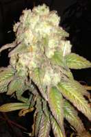 New420Guy Seeds Purple Berry Playboy - photo made by New420Guy