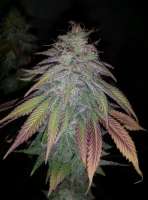 New420Guy Seeds Purple Berry Playboy - photo made by new420guy