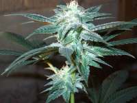 Picture from thewort (Indica Sativa)