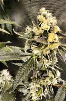Reservoir Seeds Sour Diesel IBL - photo made by hcogolloo