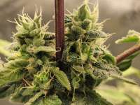 Pic for BlueMintZ (Sin City Seeds)