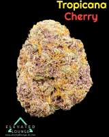Trichome Jungle Seeds Tropical Cherry - photo made by ElevatedLoungeDC