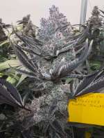 Pic for Truffle Treats (Beleaf Cannabis)