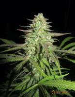 Pic for Apple Candie (Elev8 Seeds)