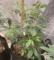 Pic for Double Dose Diesel (Katsu Seeds)