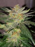 Pic for Grease Beast (Mr. Green Jeans Genetics)