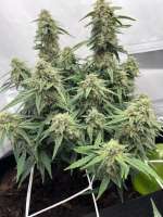 Pic for White Widow Automatic (Royal Queen Seeds)